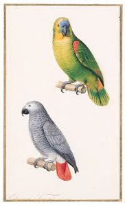 Amazonian Parrot - Amazona Aestiva Perroquet Cendre - Ash-coloured Parrot - Psittacus Erithacus