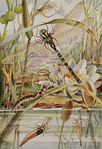 Dragonfly And Mayfly -