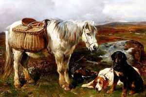 Highland Pony With Dogs