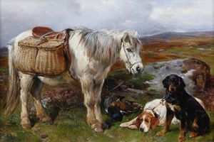 Highland Pony e cani
