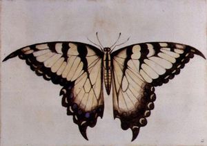 Schwalben-Schwanz-Schmetterling Large