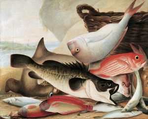 captura de peces Asícomo Dawes Punta , el puerto de sydney , Do . 1813