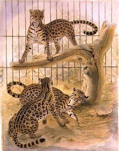 Ocelots In A Cage