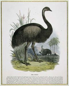 La Emu
