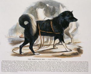 El perro esquimal (Canis familiaris)