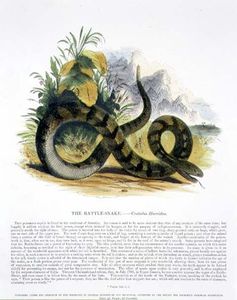 The Rattle-snake Educational