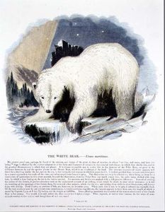 le blanc ours