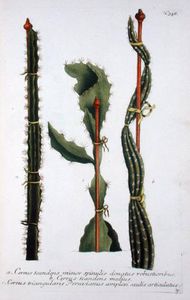 Cereus Scandens Minor, Cereus Scandens Medeus And Triangularis Peruvianus, From 'phytanthoza Iconogr