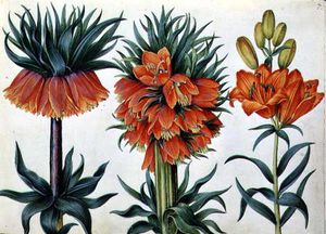 Crown Imperial Lily