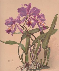 Cattleya Watercolor