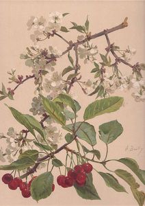 Watercolor Of A Cherry Branch