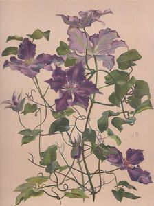 Watercolor Of A Large-flowered Clematis