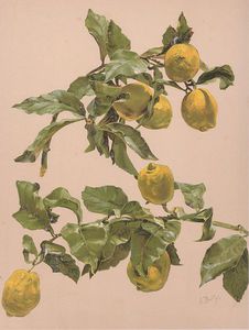 Watercolor Of A Lemon