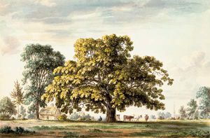 A Walnut Tree À Denton, Près Grantham Et