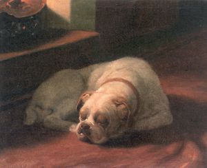 Bulldog endormi