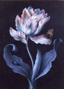Parrot Tulip With Butterfly And Beetle (gouache)