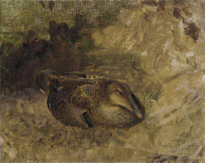 Study Of A Wild Duck