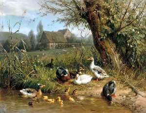 Ducks With Chicks At The Water