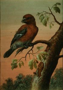 A Parrot On A Branch, (gouache)