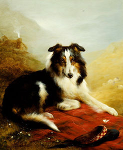 A Collie, The Guardian Of The Flock