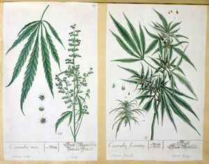 Cannabis Mas Y Cannabis foemina