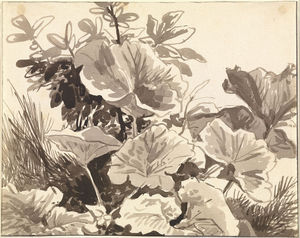 Study Of Coltsfoot Leaves