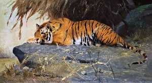 Auf Felsplateau Liegender Tiger