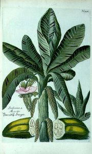 香蕉，从J. WEINMANN的Phytanthoza Iconographia
