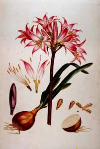 Botanical Plate From `plantae Selectae' (also Compiled By Christoph Jacob Trew)