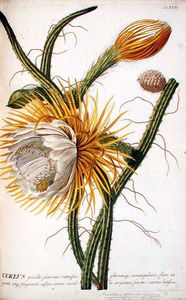 Cereus От TREW в 'Plantae Selectae'