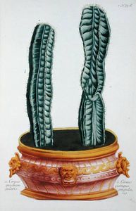 Cereus Cereus Quadrangularis И Quinque Angularis, С phytanthoza Iconographia