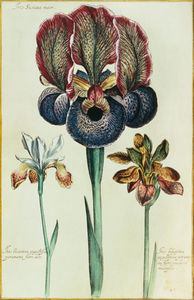 Iris Susiana Major And Iris Bisantina Angustifolia