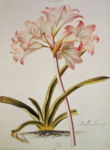 Lilium Belladonna,) A partir de Trew Hortus Nitidissumus -