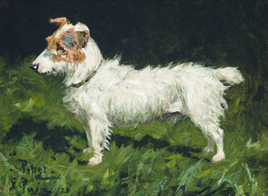 Piper, un Jack Russell Terrier