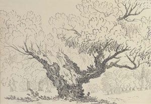 Study Of An Oak Tree, Hyde Park