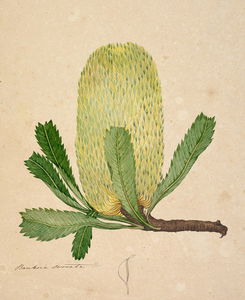 Banksia Serrata -