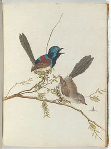 Birds Of New South Wales With Their Natural History -