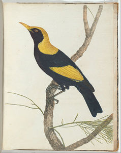 Birds Of New South Wales With Their Natural History