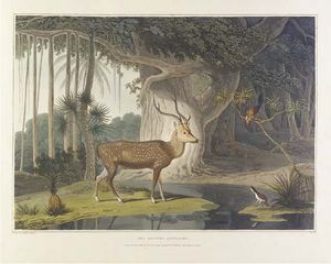 ein malerischer Abbildung von dem Landschaft , Tiere , und native Einwohner , von dem insel Ceylon
