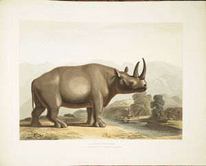 noire rhinocéros