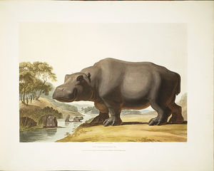 Der Hippopotamus