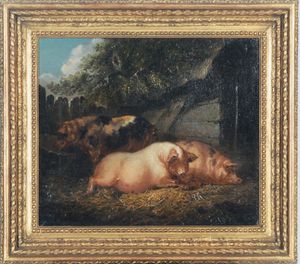 Pigs Resting In A Barn