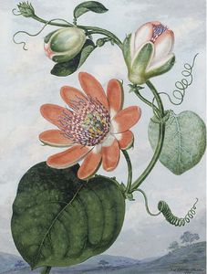 La flor de la pasión roja (passiflora Racemosa)