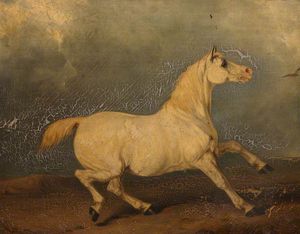 'lily' , a gris caballo en un paisaje