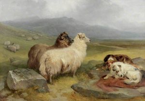 Highland Paesaggio incinta pecora e le cani