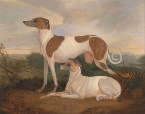 deux `greyhounds` dans un paysage
