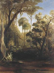 forêt scène , Illawarra