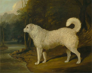 犬の肖像 , ロス