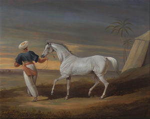 Segnale, un arabo grigio, con un Sposo Nel Deserto