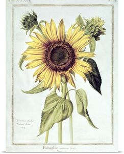 Helianthus Annuus (sunflower)